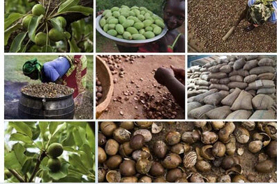 100% Shea Butter Skin Moisturizing Cream - Sterilamo