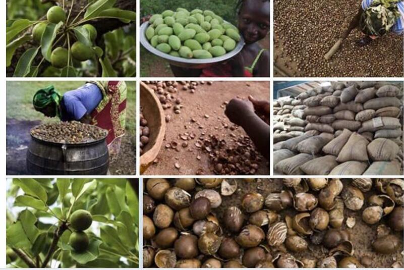 100% Shea Butter Skin Moisturizing Cream - Sterilamo