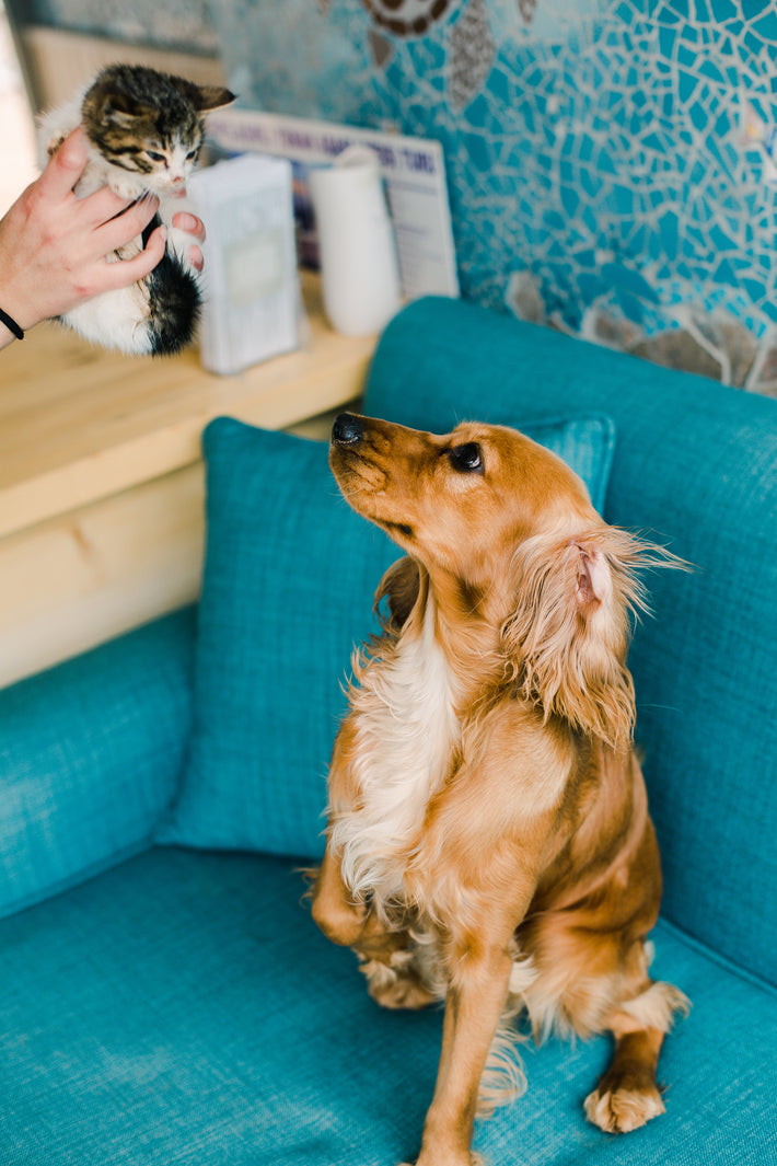 brown-dog-looks-up-to-small-kitten-in-a-persons-hands - Sterilamo
